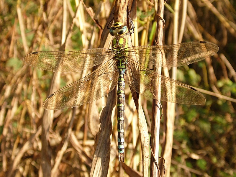 Grossa libellula da identificare